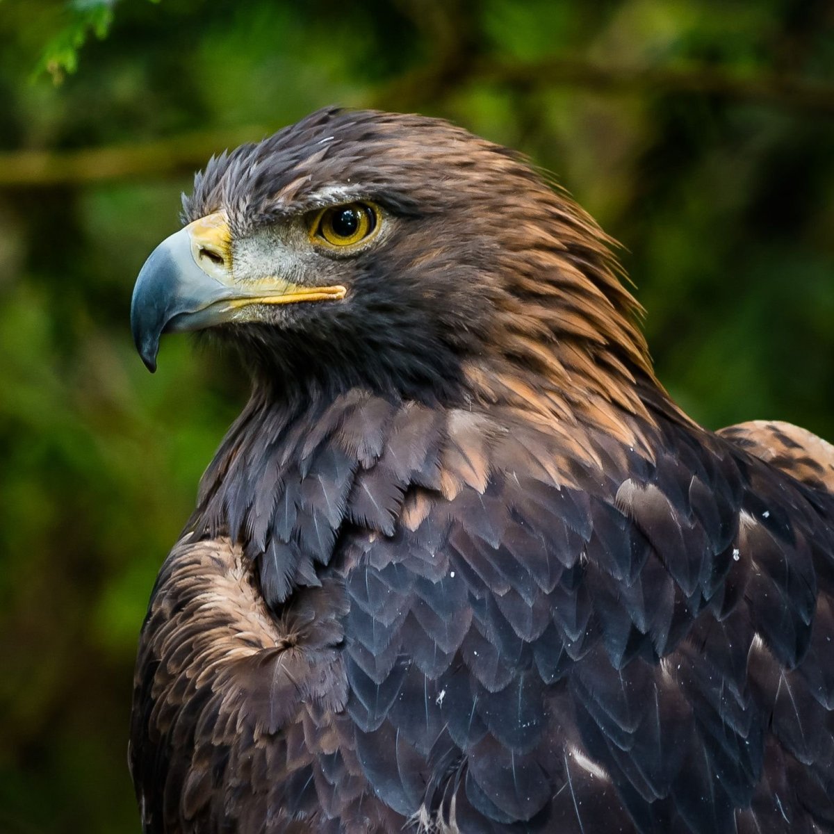 Беркут Халзан