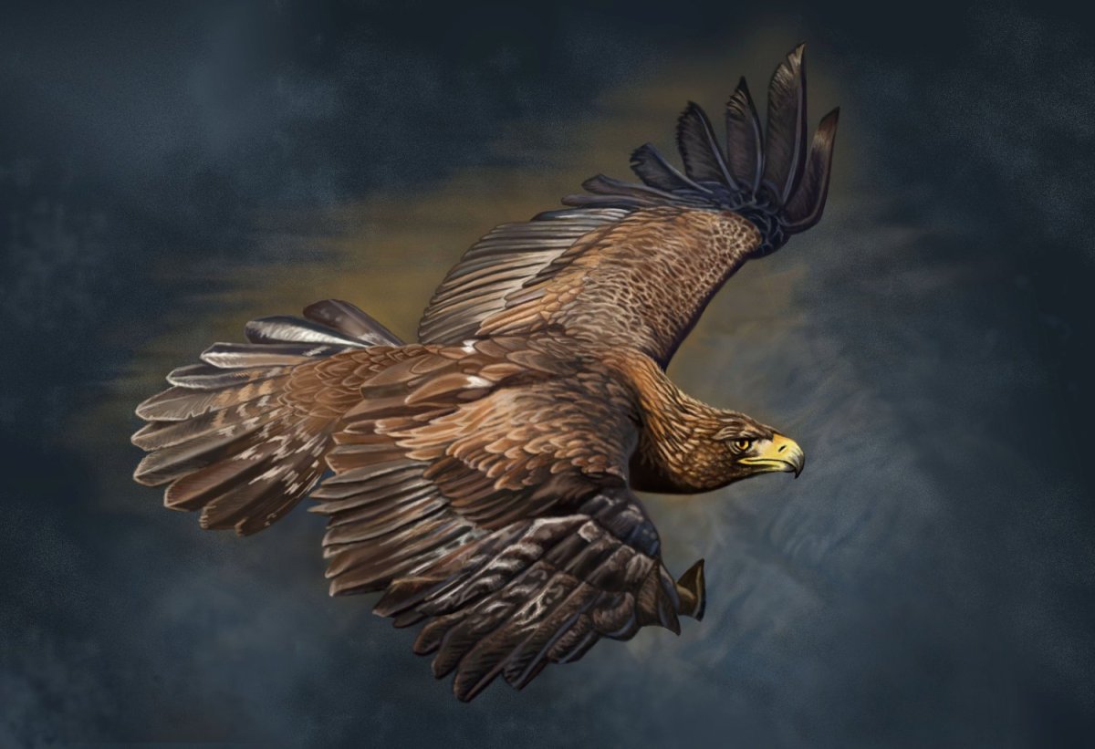 Беркут Камчатка