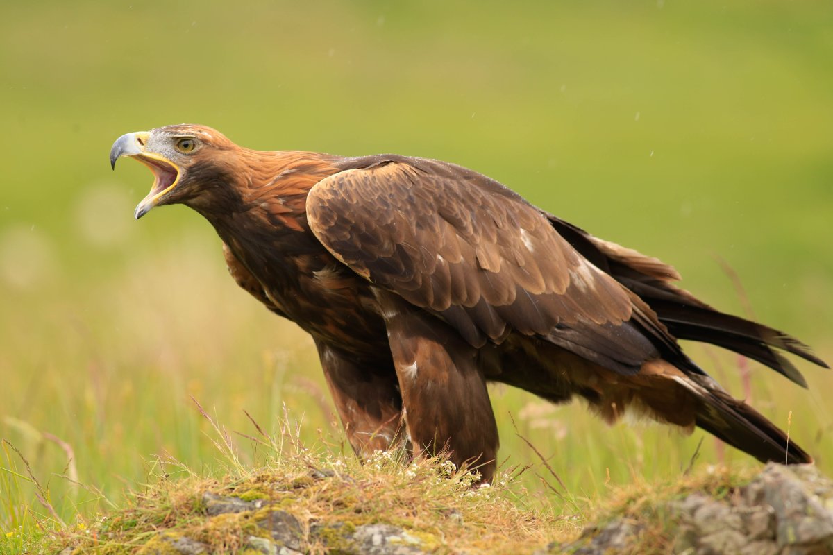 Орел ястреб Сокол Коршун Беркут