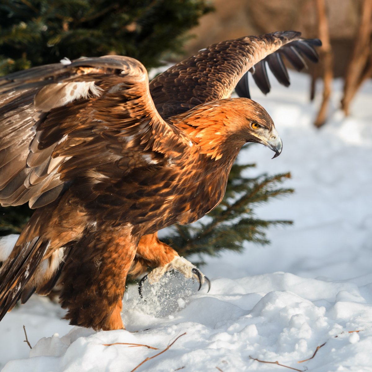 Беркут Шория