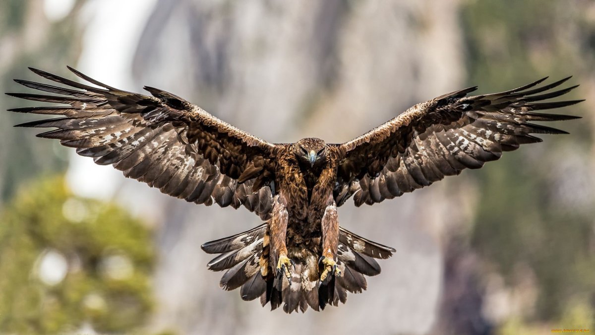 Беркут Халзан