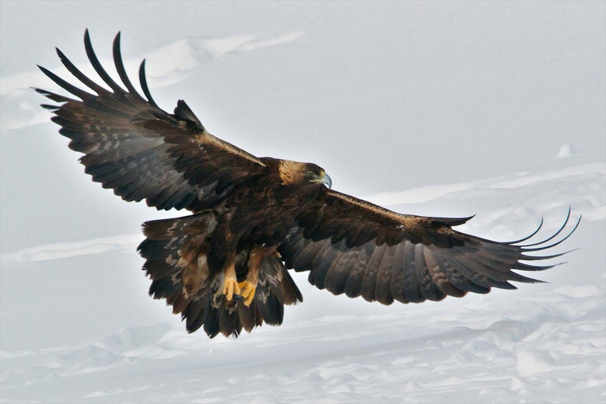 Обыкновенный Беркут