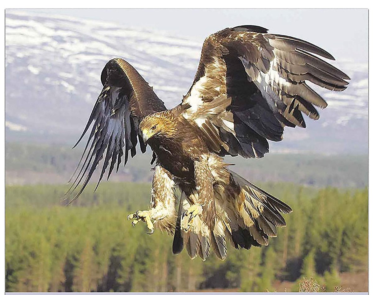 Нападающий Орел