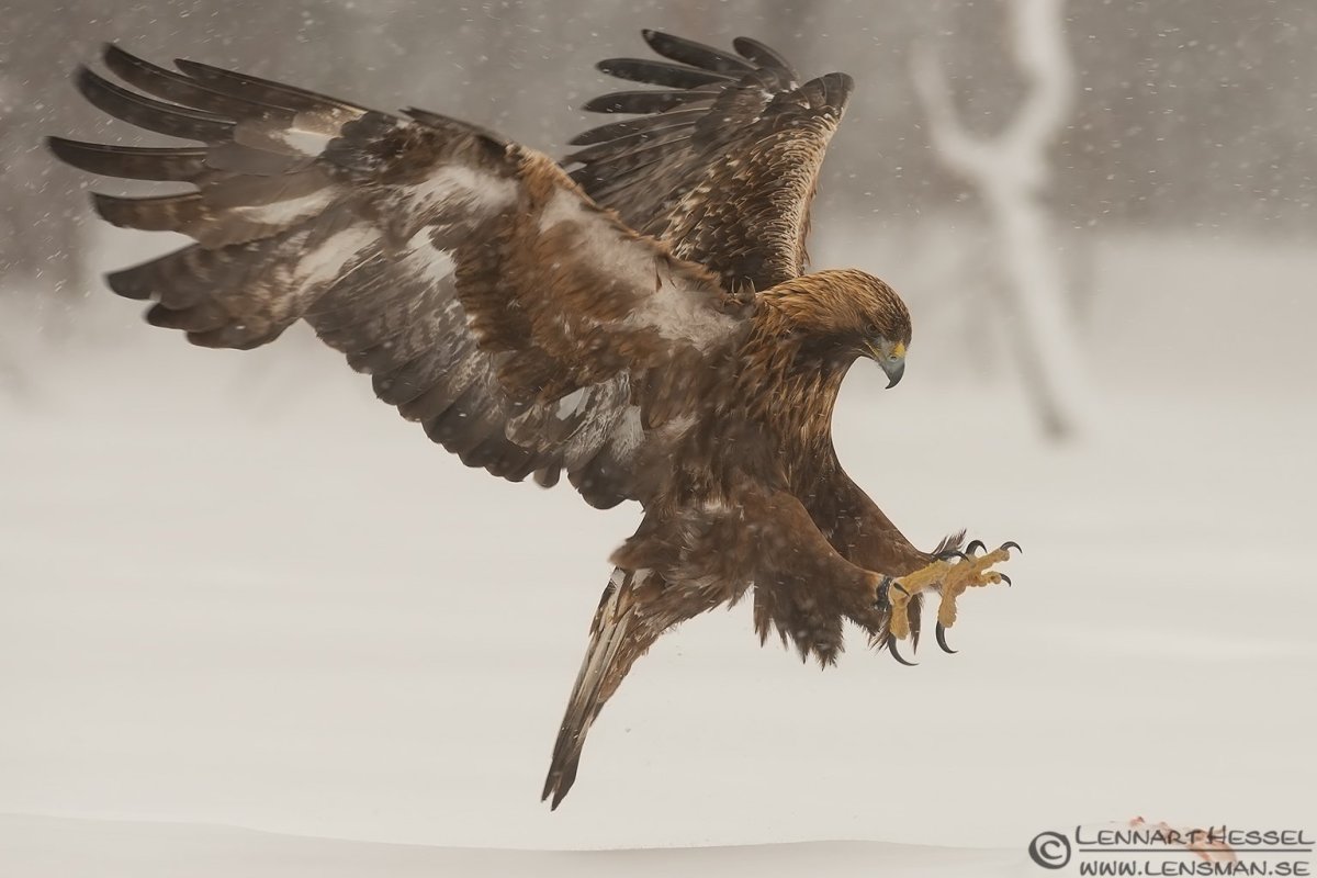 Беркут балобан