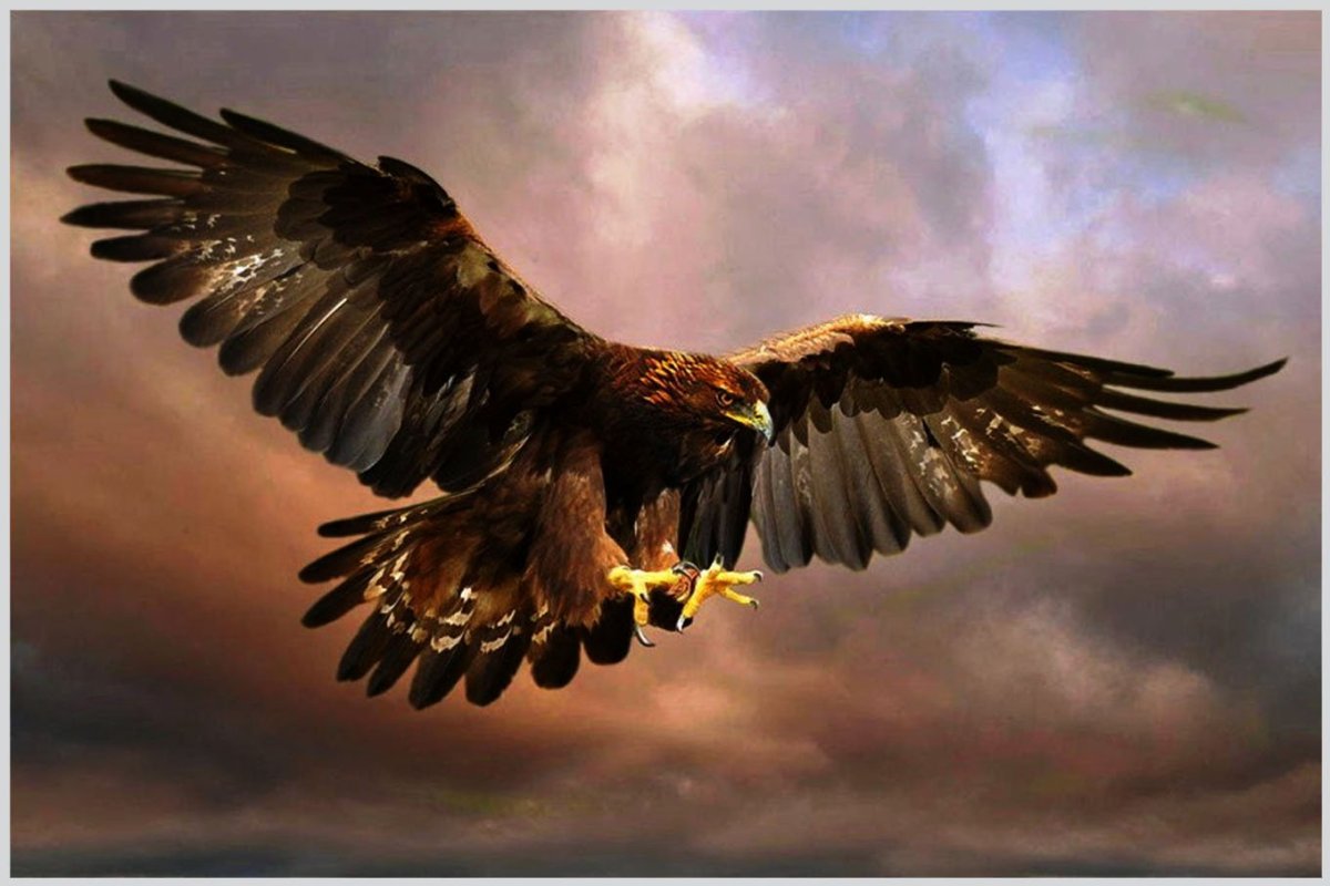 Орлан Орел Коршун