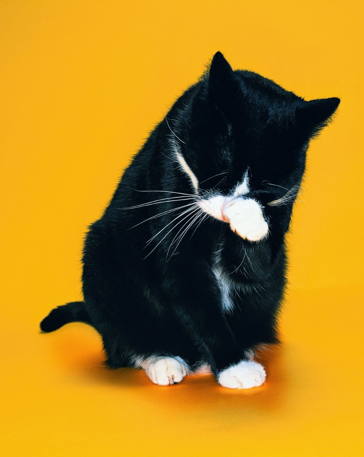 Кот на желтом фоне