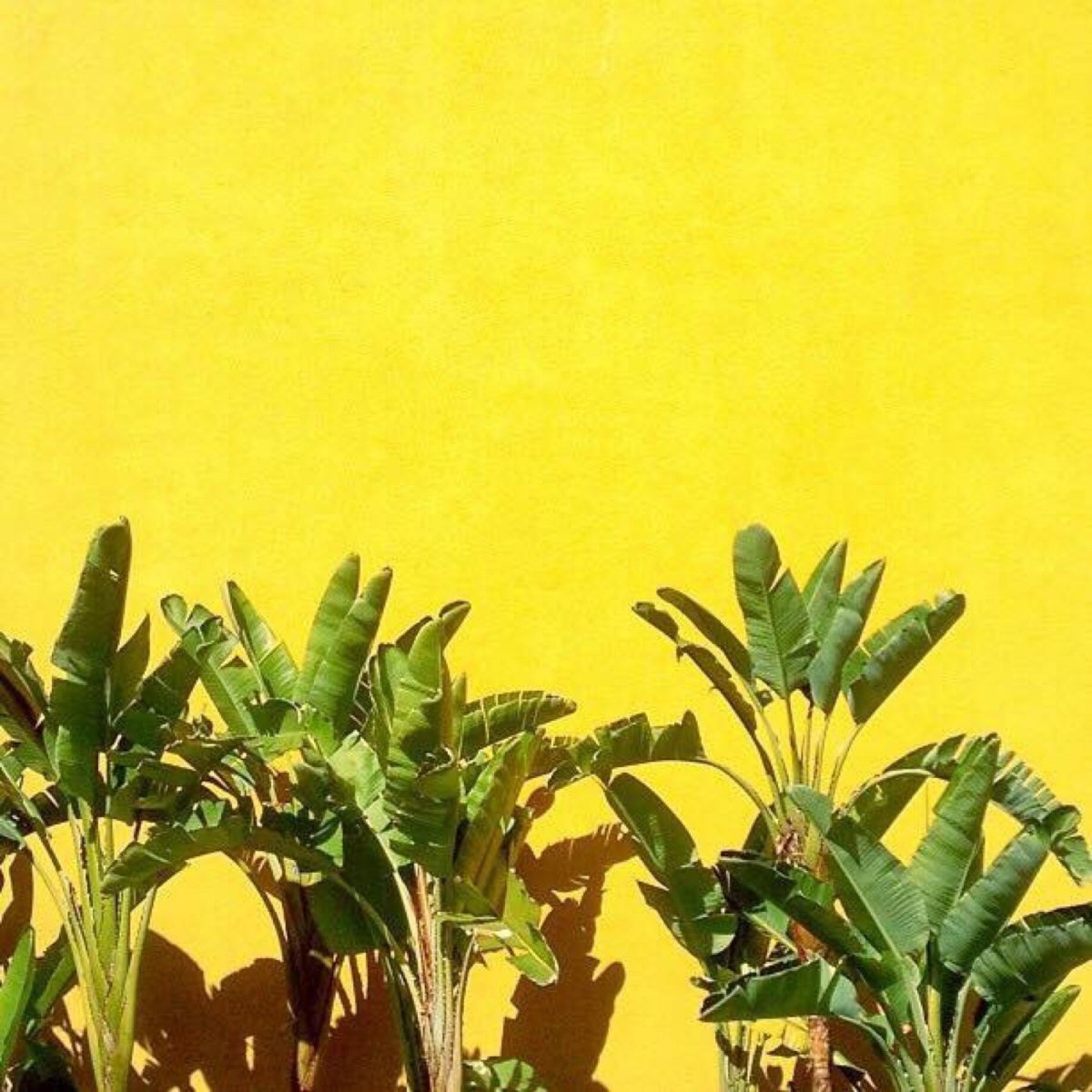 Девушка с желтыми розами