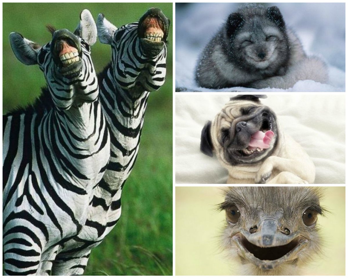 Поделись улыбкою своей картинки