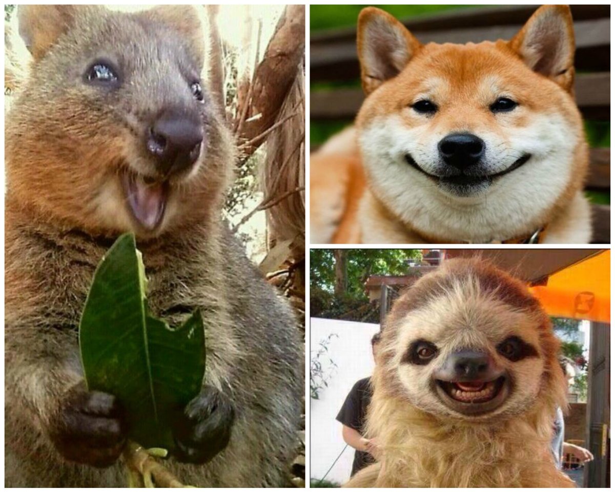 Вечно улыбающееся животное