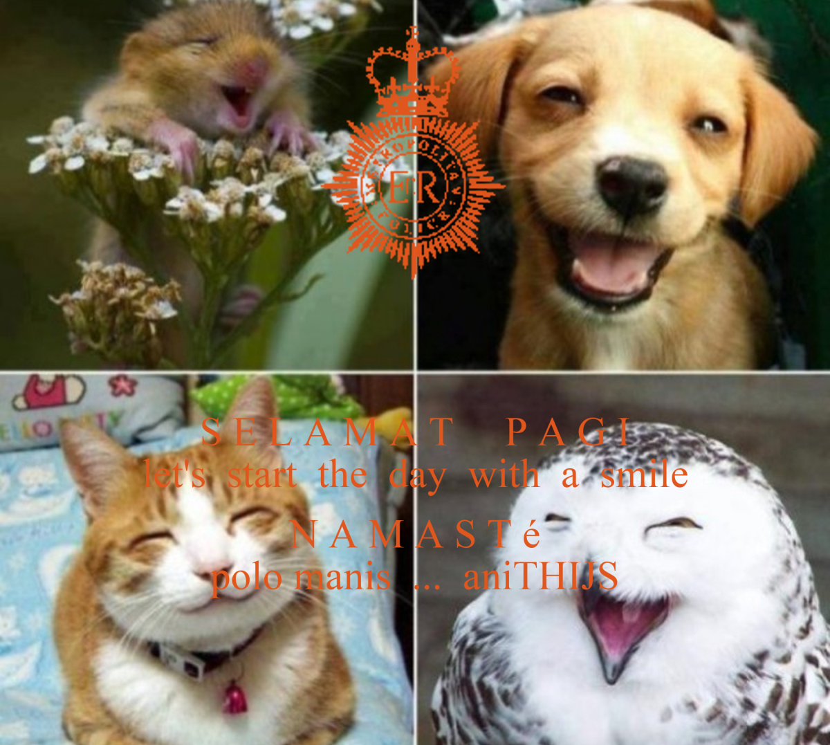 Животные которые поднимут настроение