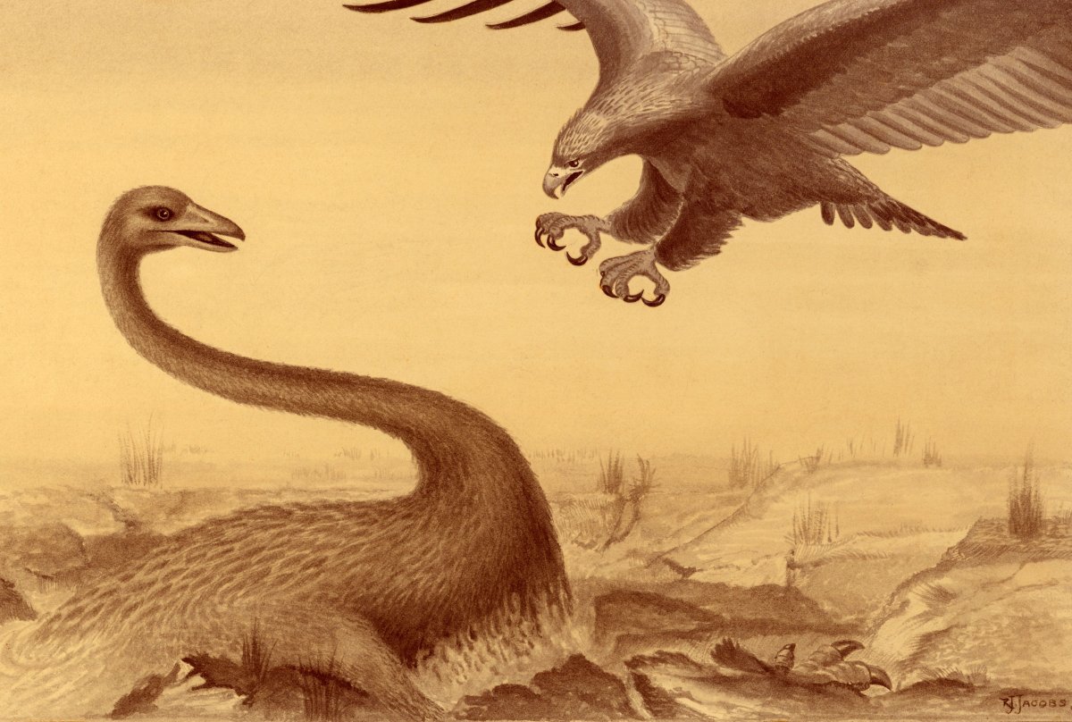 Птерозавры Триасового периода