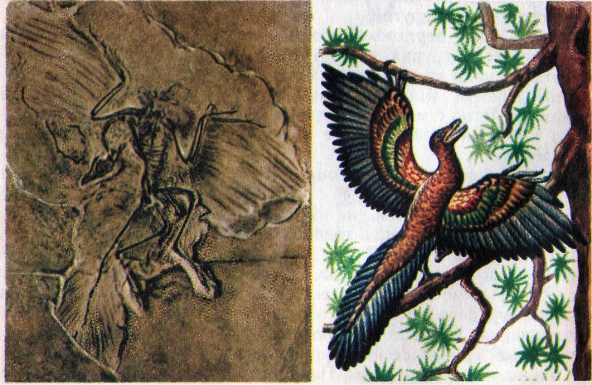 Мезозой Археоптерикс