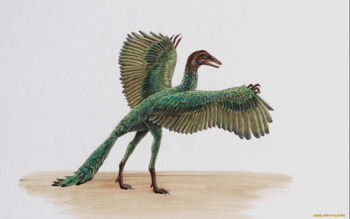 Изображение Феникса Фридриха Юстина Бертуха