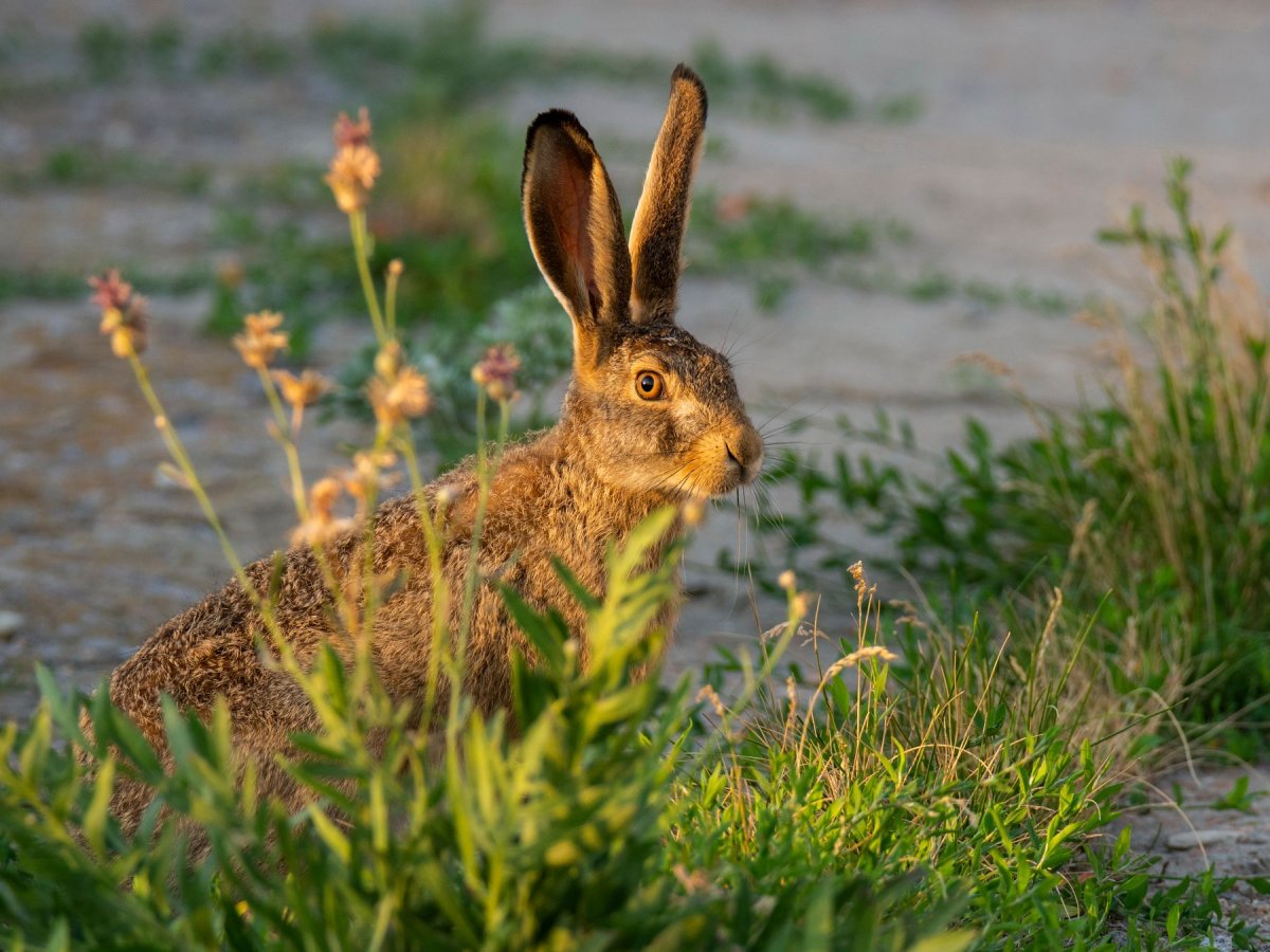 Зайцев: Беляк, толай и Русак