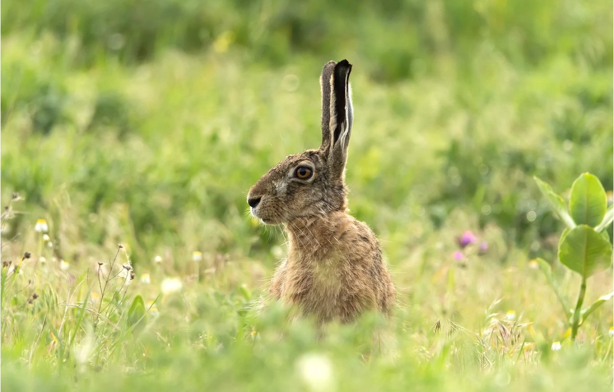 Степной заяц Русак