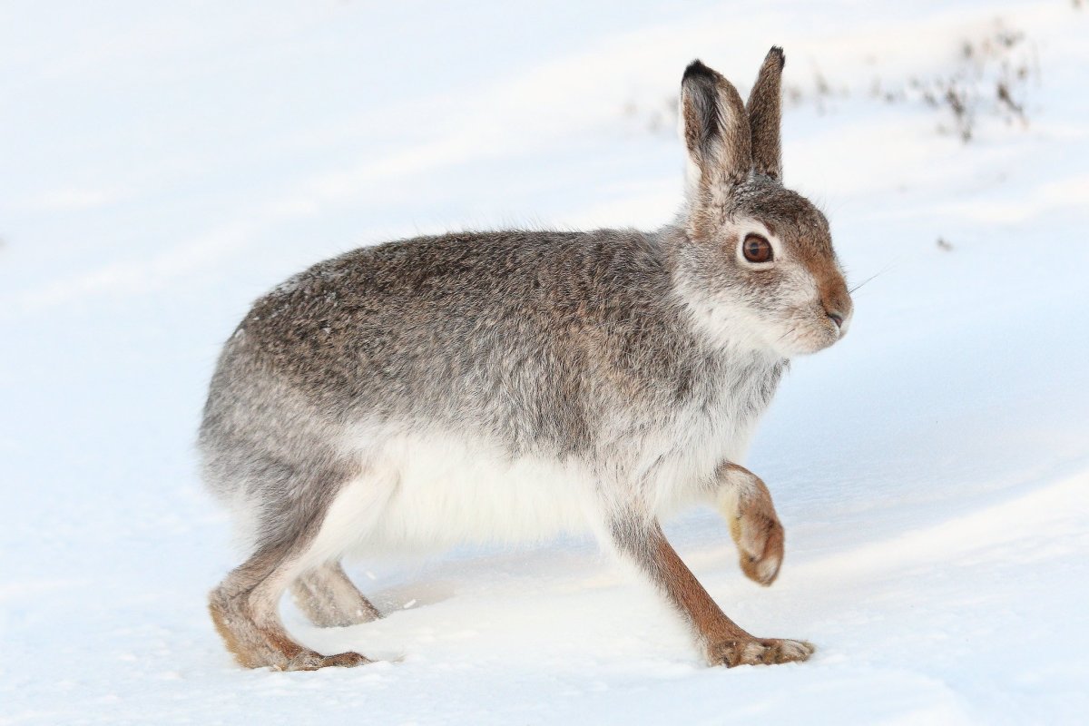 Заяц толай, песчаник