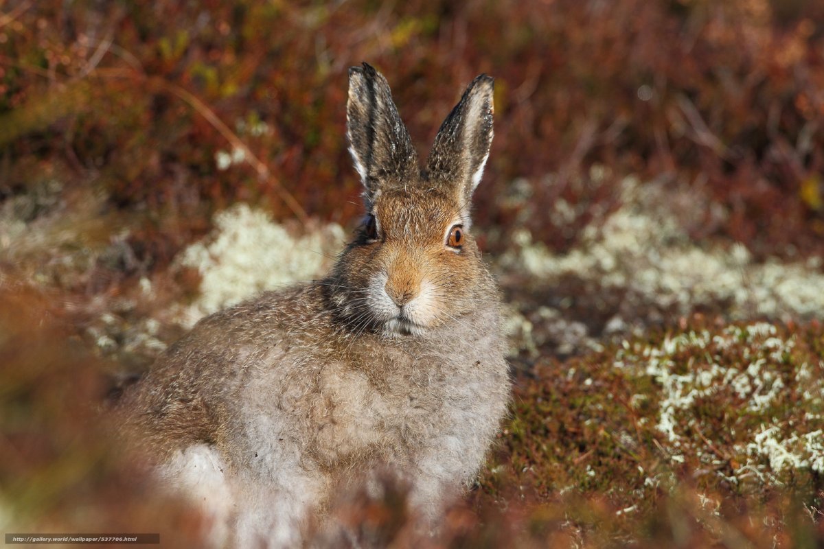 Заяц Русак фото