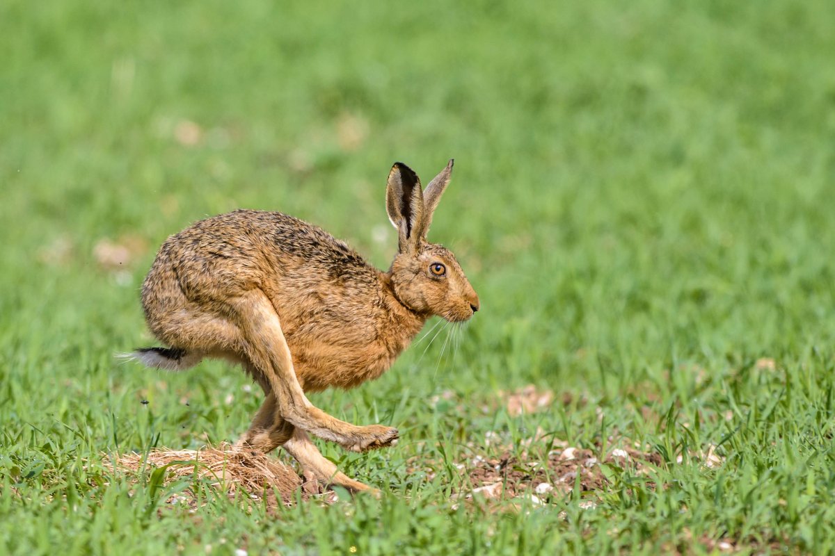 Зимнее поле заяц