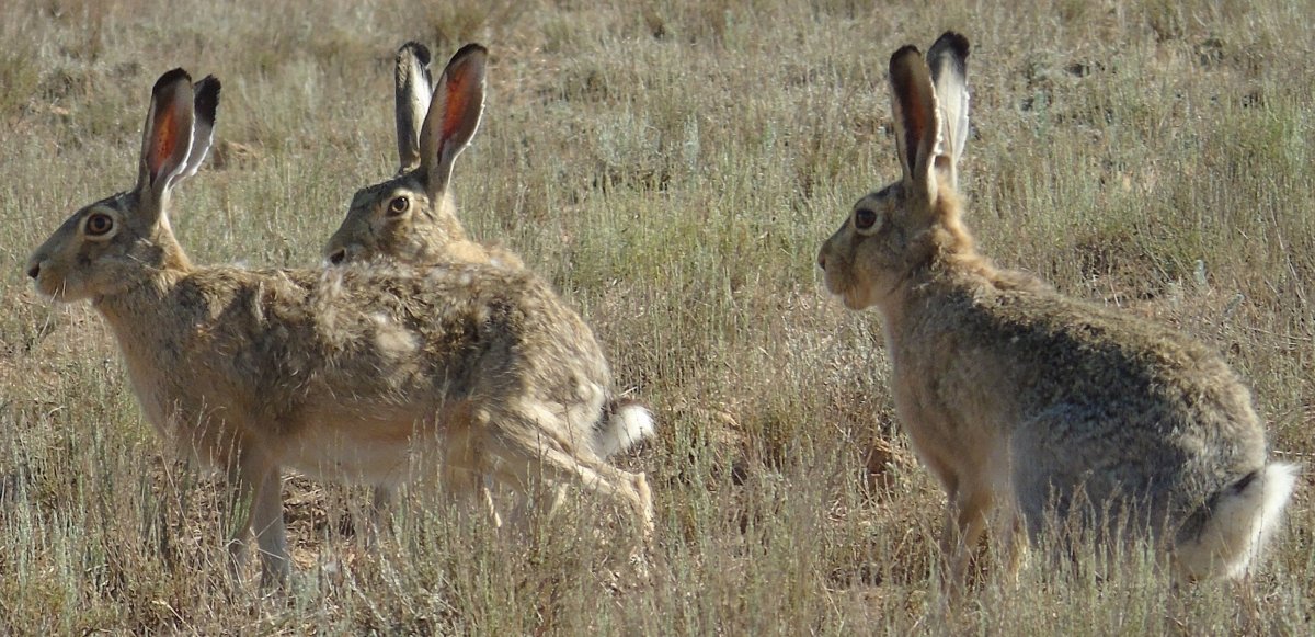 Заяц Русак морда
