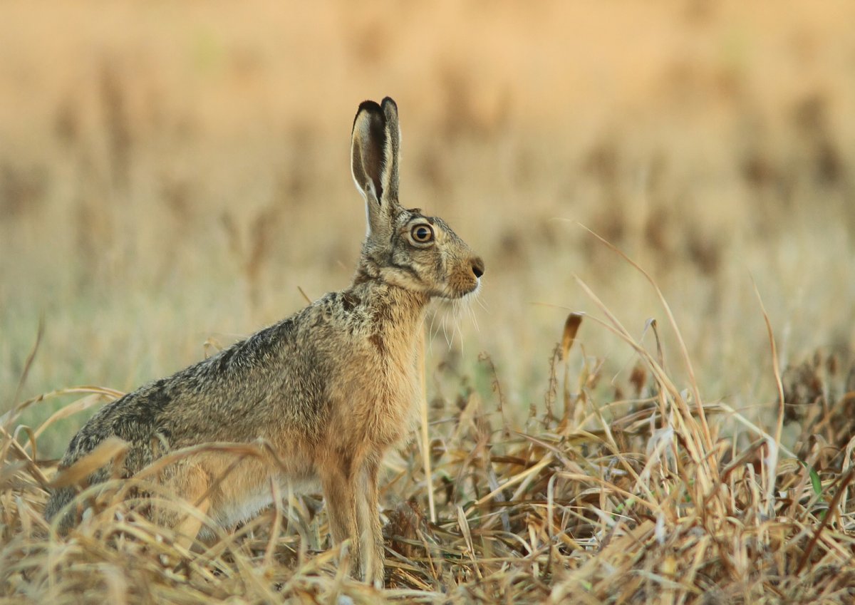 Кавказский заяц-Русак
