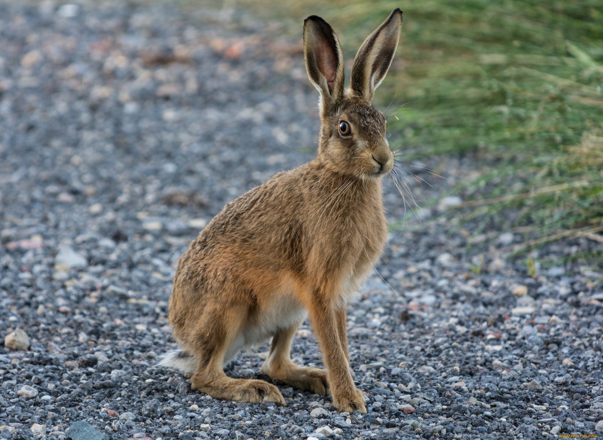 Заяц Русак (Lepus europaeus)