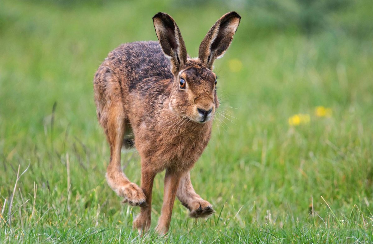 Заяц Беляк толай и Русак