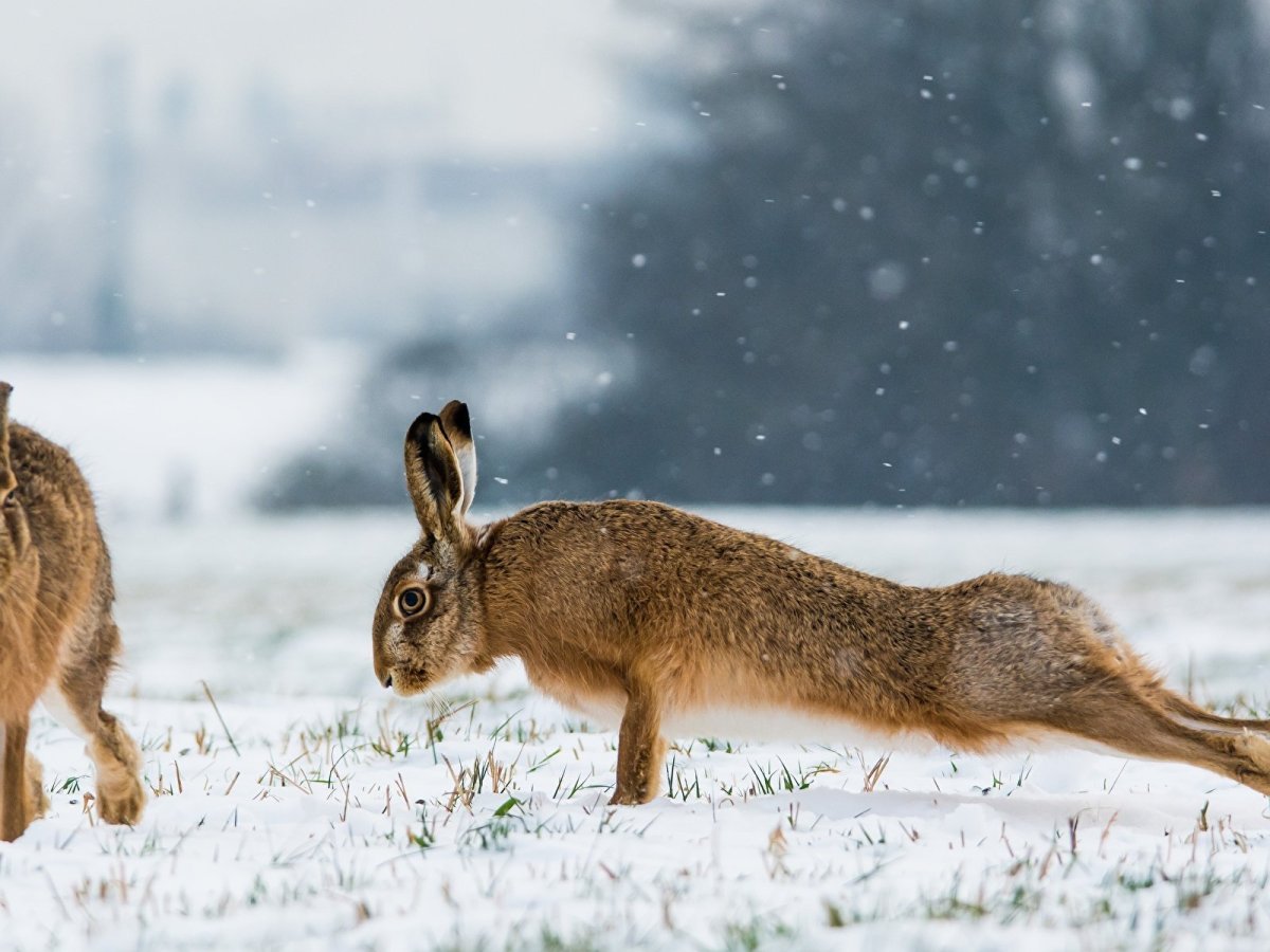 Заяц Русак питается