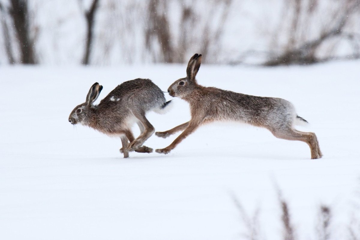 Заяц Беляк и Русак зимой