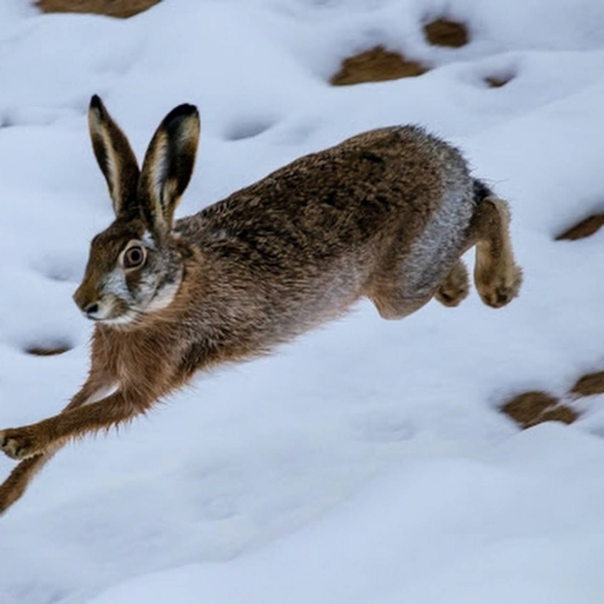 Заяц Русак (Lepus europaeus)