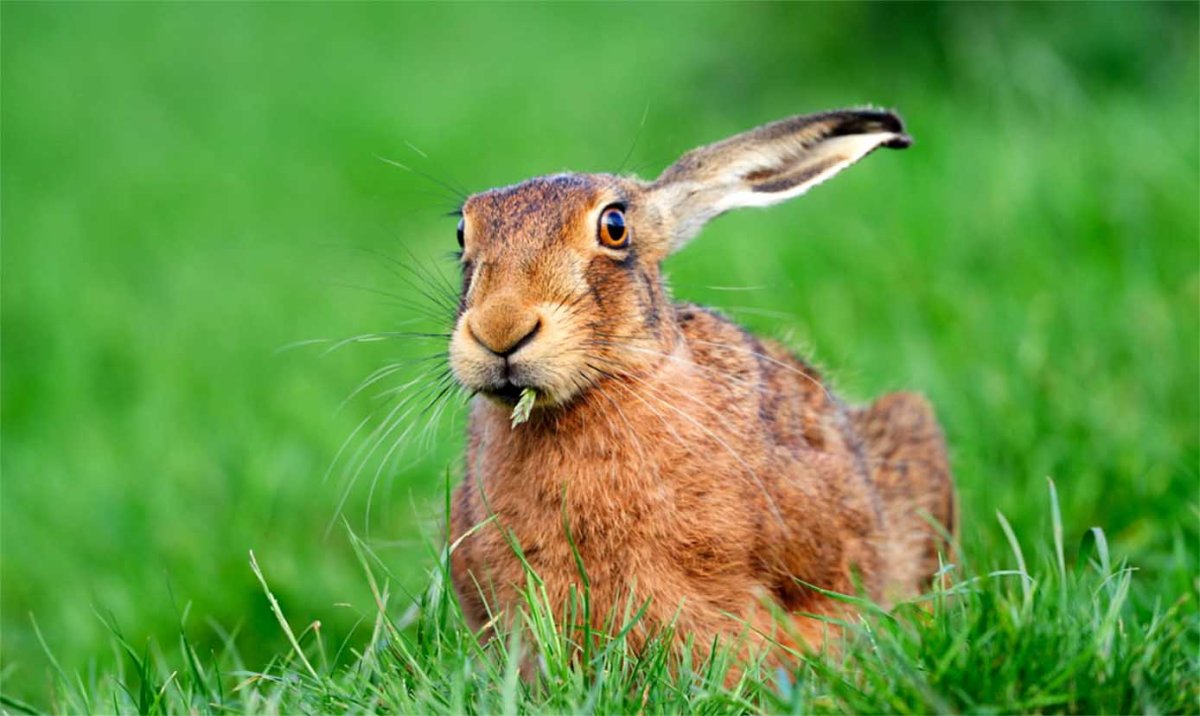 Заяц картинка