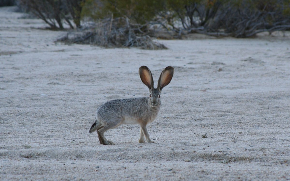 Заяц Русак питается