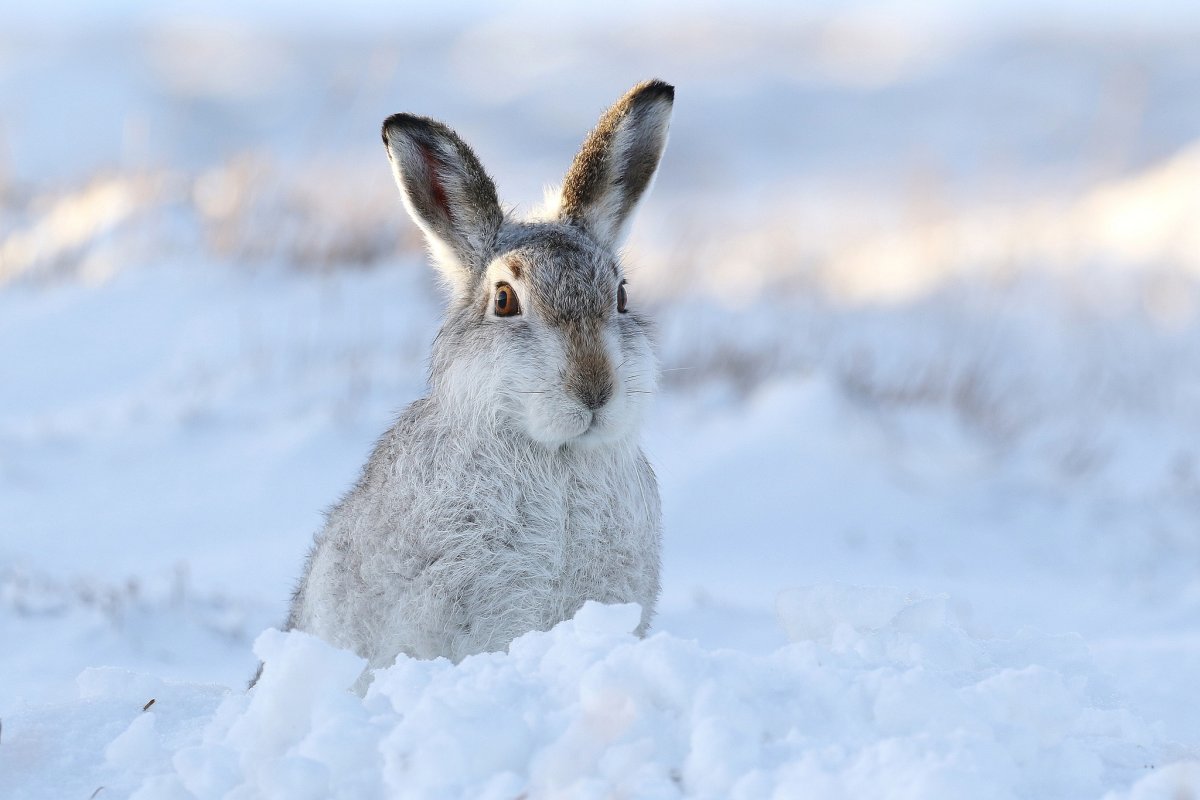Заяц-Русак (лат. Lepus europaeus)