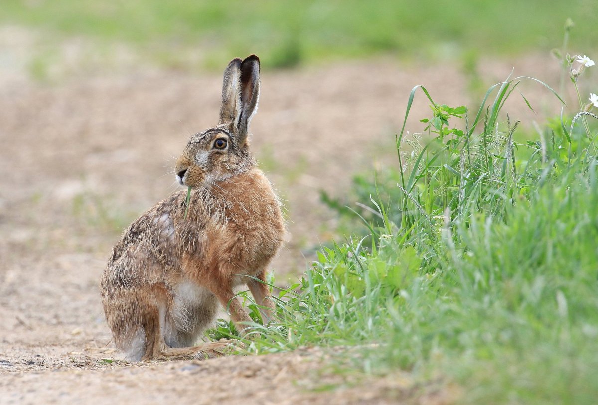 Кролик в степи