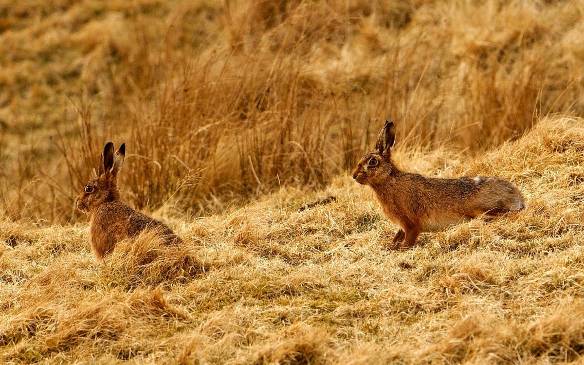 Заяц Русак (Lepus europaeus)