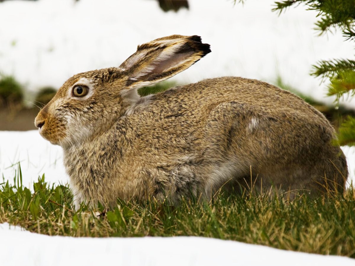 Степной заяц Русак