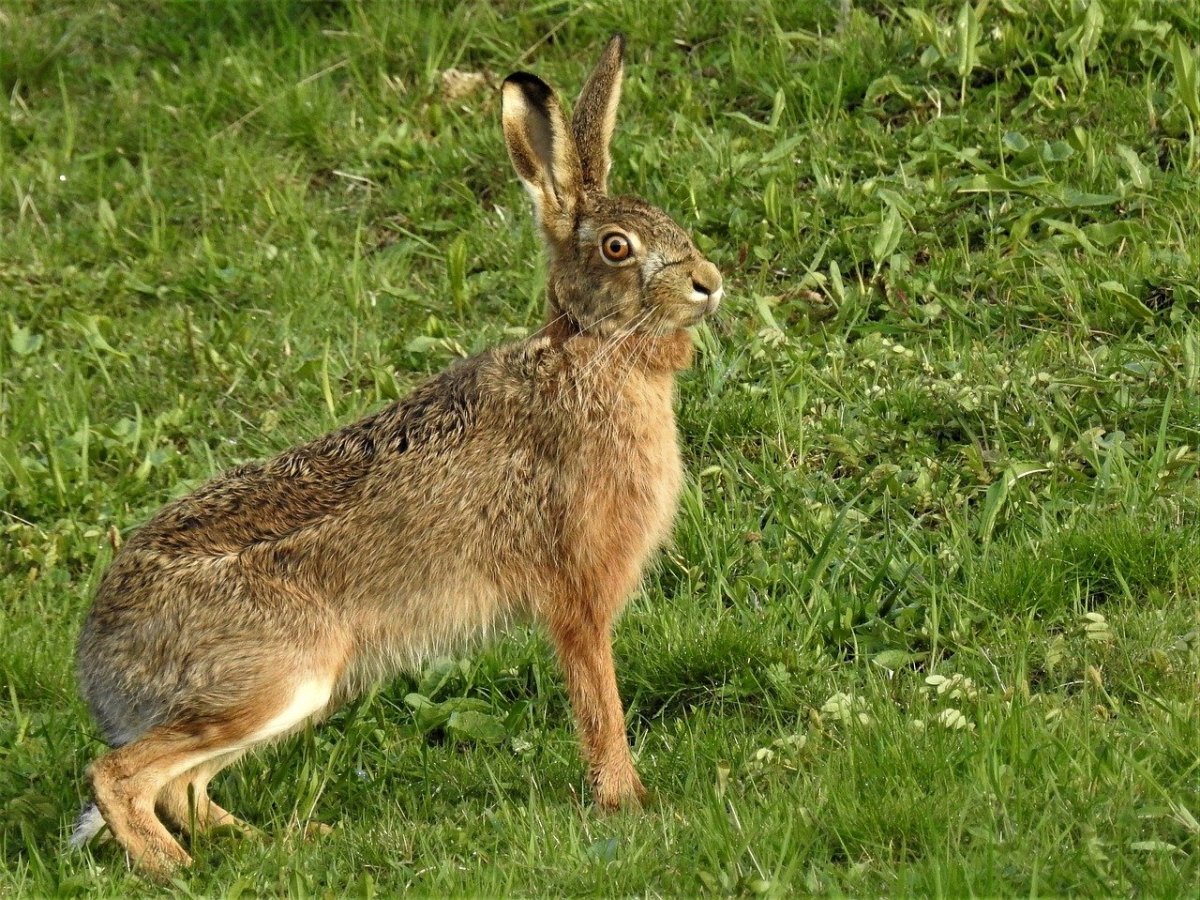 Заяц Русак (Lepus europaeus)
