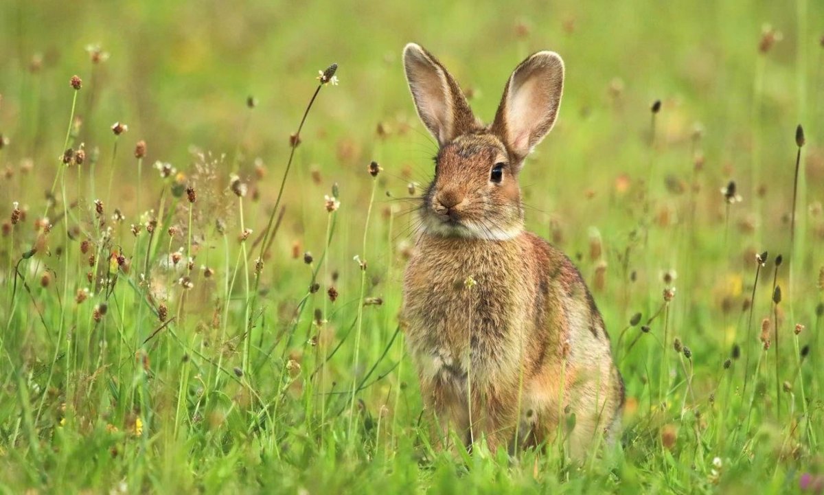 Заяц Русак (Lepus europaeus)