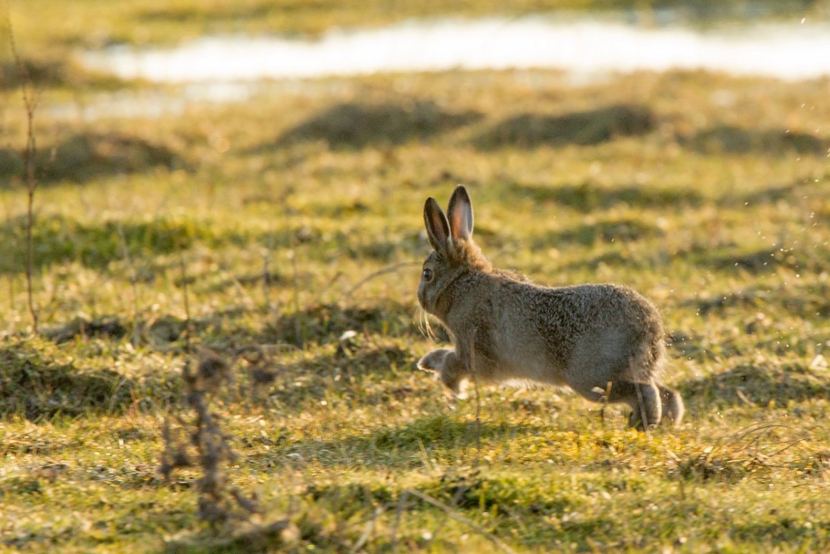 Заяц Беляк в Якутии