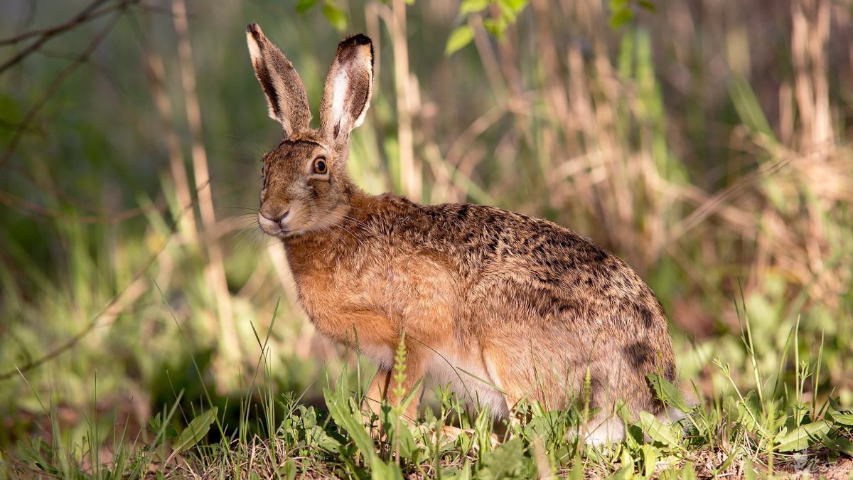 Дикий заяц-Русак бежит