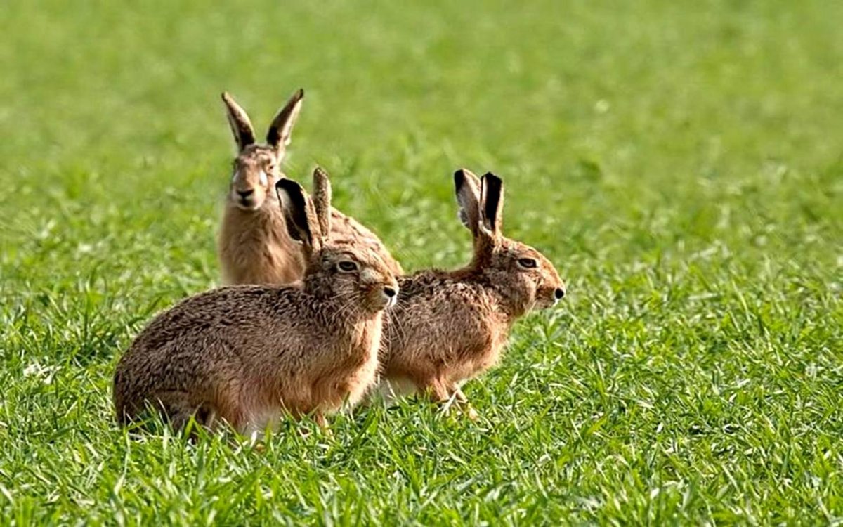 Чернохвостый заяц Северной Америки