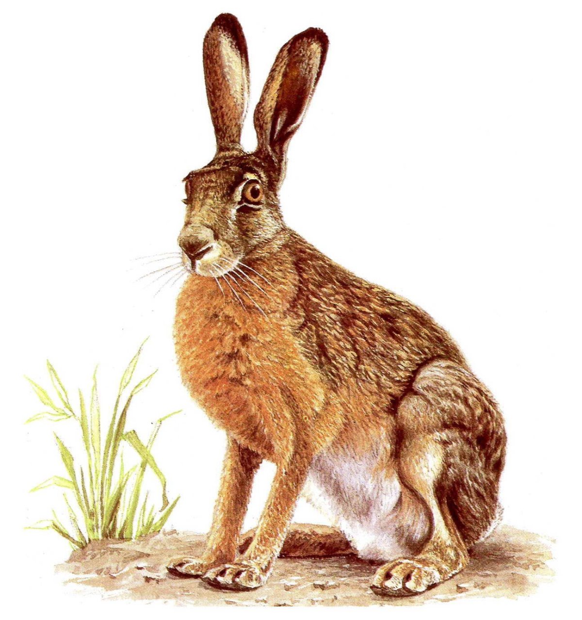 Заяц-Русак барабанит