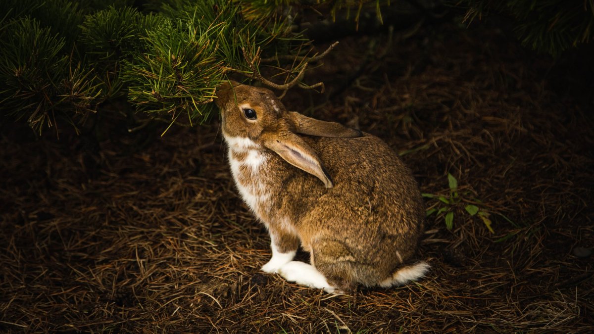 Заяц-Русак (Lepus europaeus Pallas)