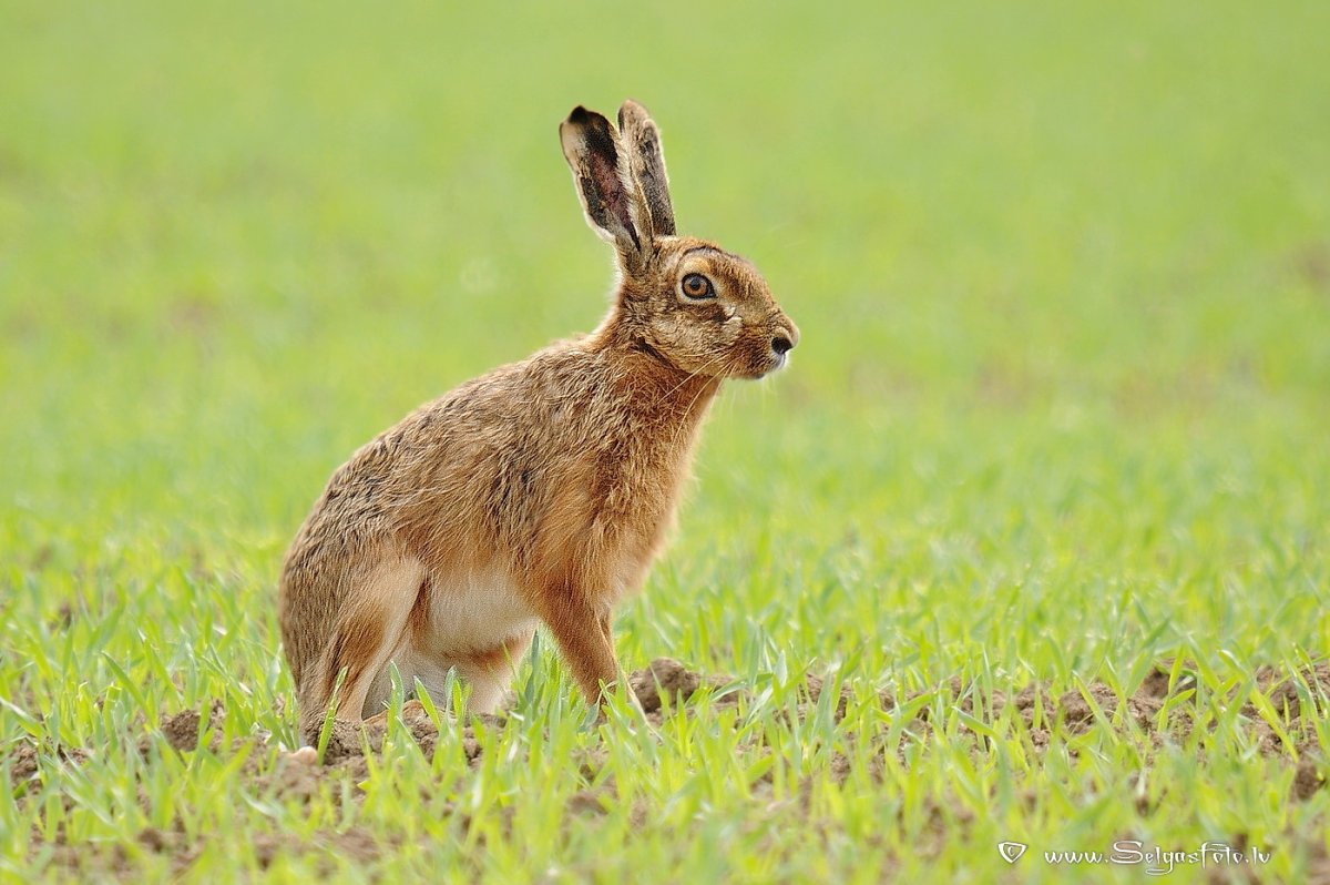 Заяц скачет