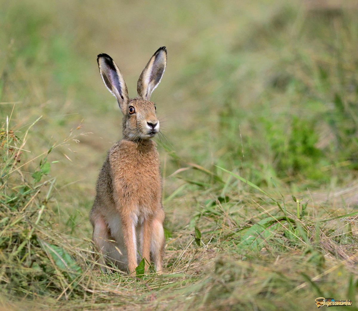 Заяц Русак маленький