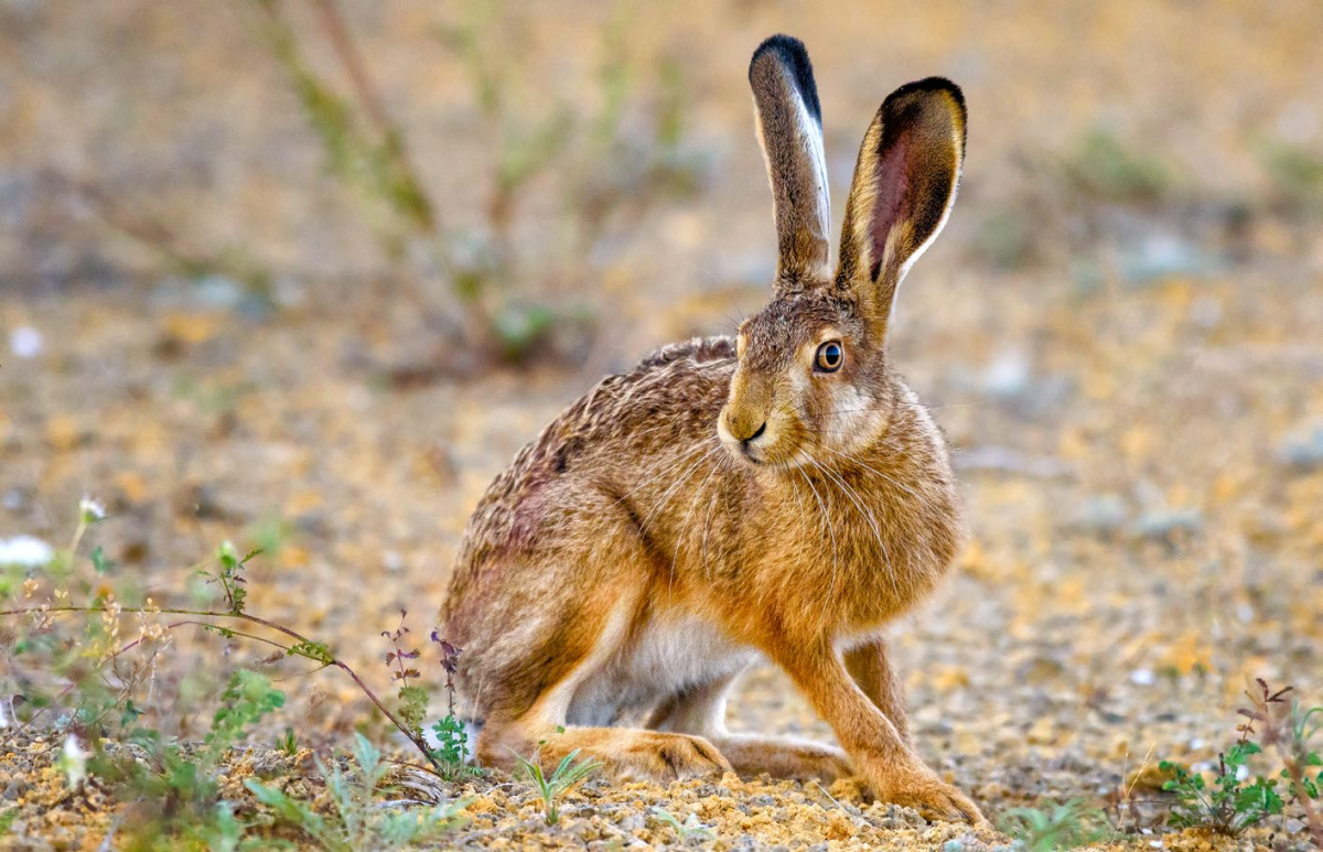Сибирский заяц Русак