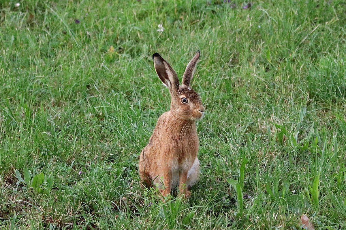 Русак на белом фоне