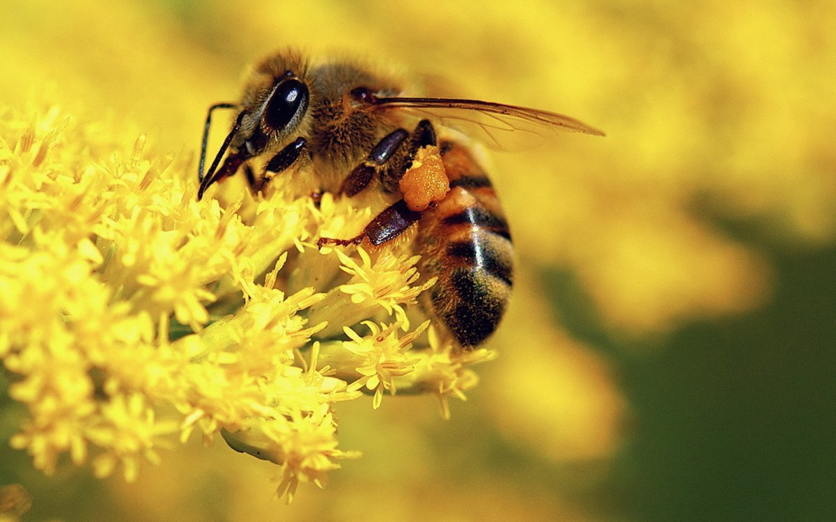 Надпись группа пчелки