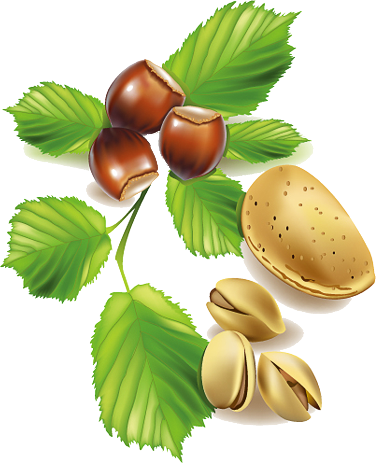 Орешки на прозрачном фоне