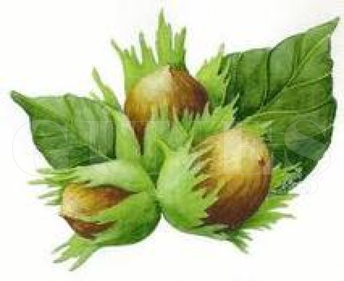 Лещина три орешка