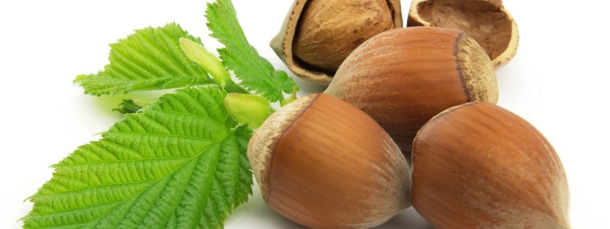 Фундук с листочком